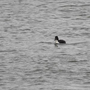 ID- Norfolk Broads Oct 17