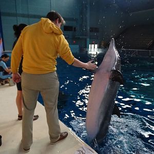 Jan. 2016 - Dolphin Interaction