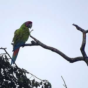 Buffon's Macaw
