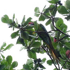 Buffon's Macaw