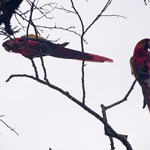 Scarlet macaws