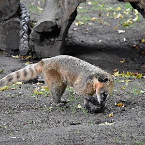 South American coati