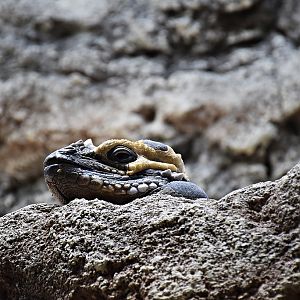 Rhinoceros iguana