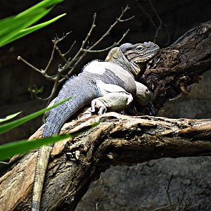 Rhinoceros iguana