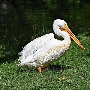 American white pelican