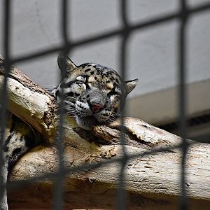 Clouded leopard