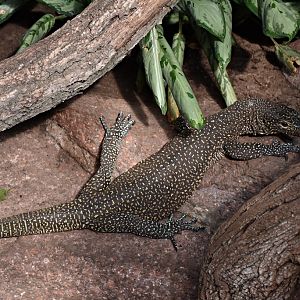 Varanus salvadorii