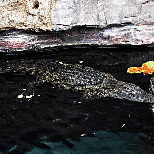 Nile crocodile