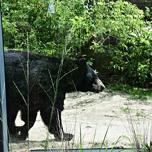 American Black Bear