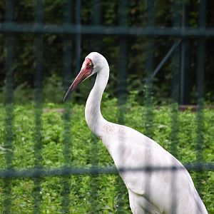 Siberian crane