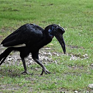 Abyssinian ground hornbill
