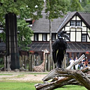 Abyssinian ground hornbill