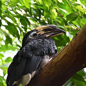 Oriental pied hornbill