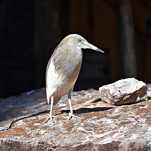Indian pond heron