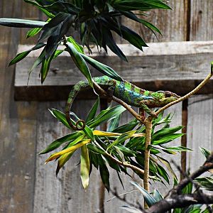 Panther chameleon