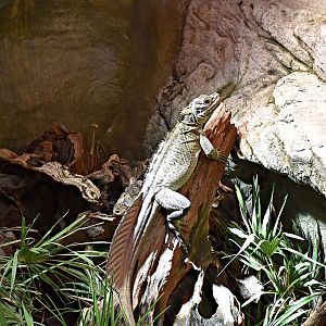 Philippine sailfin lizard