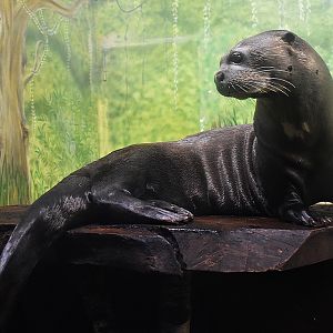 Giant otter