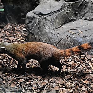 Ring-tailed mongoose