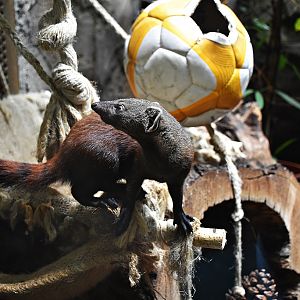 Ring-tailed mongoose