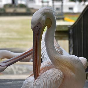 Great white pelican