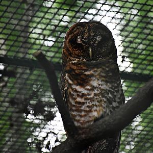 Rusty-barred owl