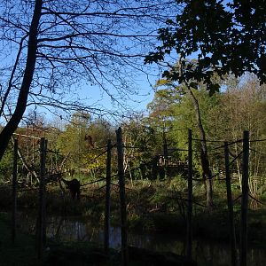 Orangutan islands, November 2017