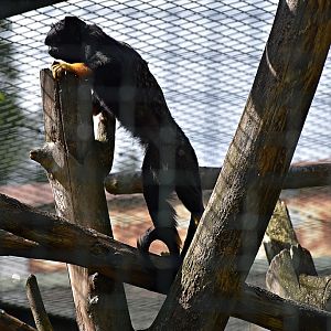 Red-handed tamarin