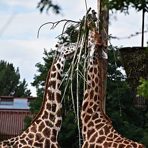 Rothschild's giraffe