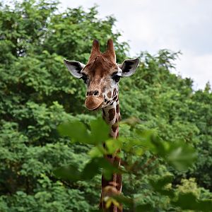 Rothschild's giraffe
