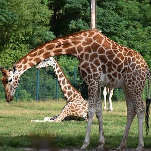 Rothschild's giraffe