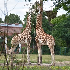 Rothschild's giraffe
