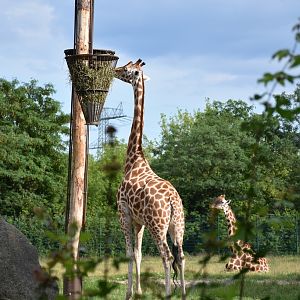 Rothschild's giraffe