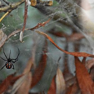 Redback spider
