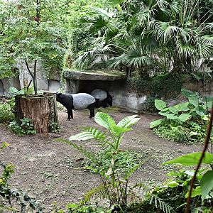 Malayan tapir