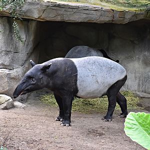 Malayan tapir