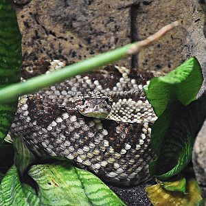 South American rattlesnake
