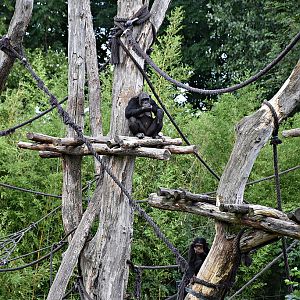 Chimpanzee