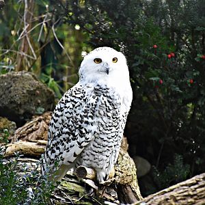 Snowy owl