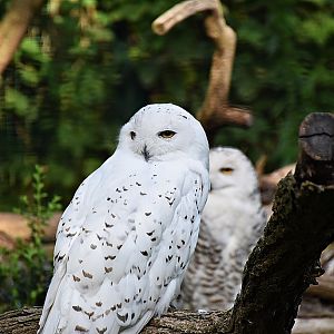 Snowy owl