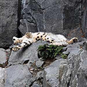 Snow leopard