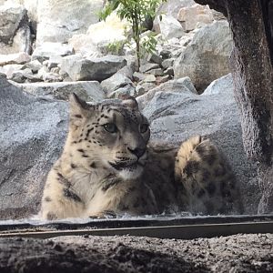 Snow leopard