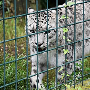 Snow leopard