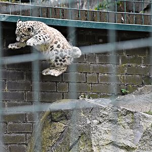 Snow leopard