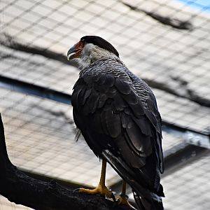 Southern crested caracara