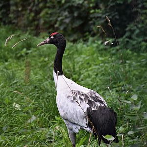 Black-necked crane