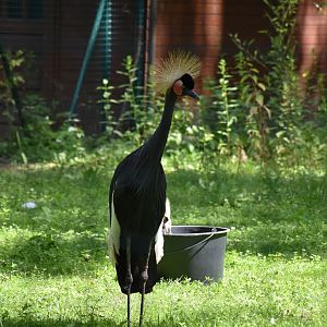 Black crowned crane