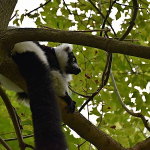 Black-and-white ruffed lemur