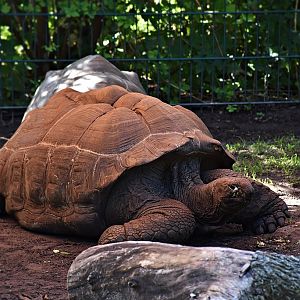 Aldabra giant tortoise
