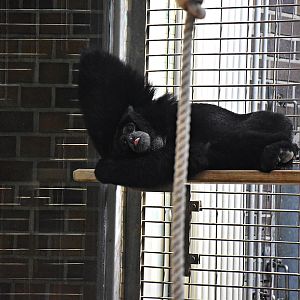 Siamang