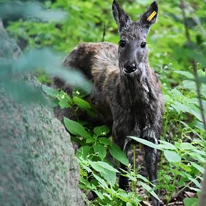 Siberian musk deer